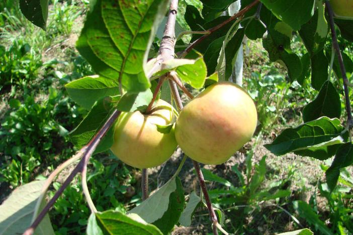 Prodej chaty, Ostrava, Špillarova, 32 m2