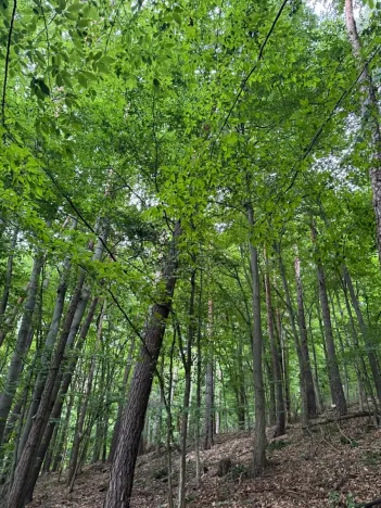 Prodej pozemku, Bohutín, 50672 m2