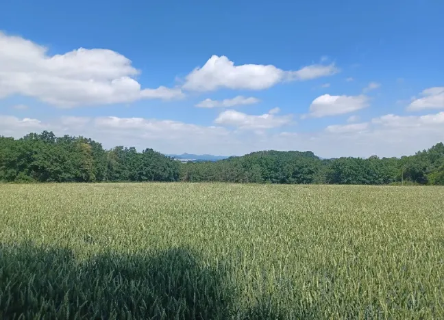 Dražba lesa, Jestřebí, 1748 m2