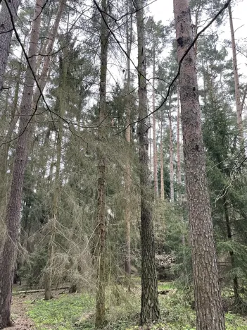 Prodej lesa, Hradiště, 3845 m2