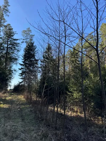 Prodej lesa, Sedlečko u Soběslavě, 6708 m2