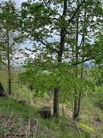 Prodej lesa, Bukovina u Čisté, 12070 m2