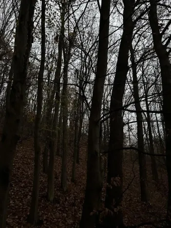 Prodej podílu lesa, Praha, 4596 m2