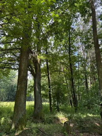 Prodej pozemku, Třeboň, 9529 m2