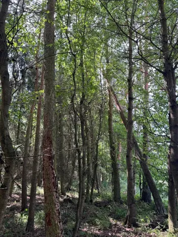Prodej lesa, Slabčice, 2562 m2