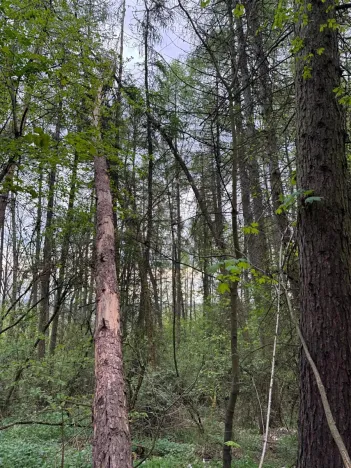 Prodej lesa, Přeštěnice, 4298 m2