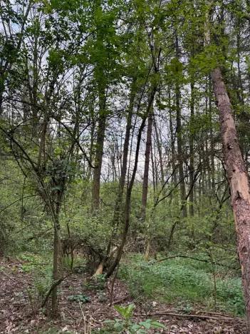 Prodej lesa, Přeštěnice, 4298 m2