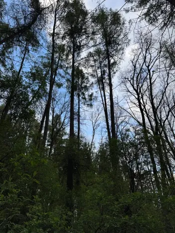 Prodej lesa, Přeštěnice, 4298 m2