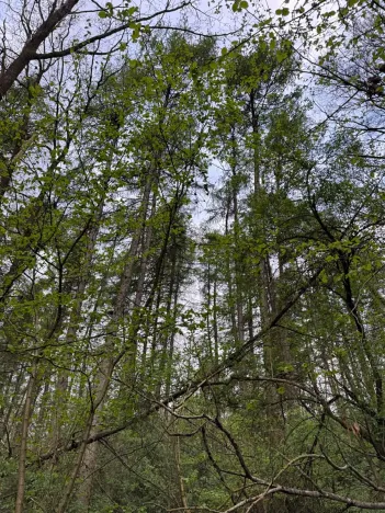 Prodej lesa, Přeštěnice, 4298 m2