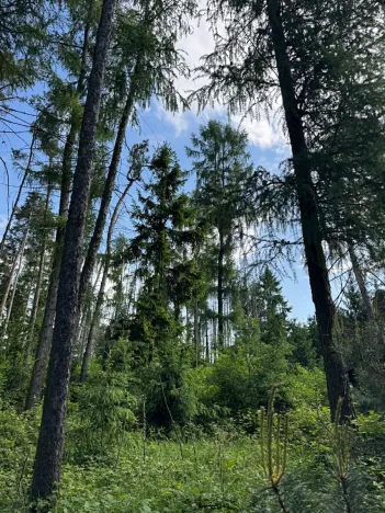 Prodej lesa, Bystřice, 8860 m2