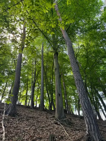 Prodej lesa, Vranov, 4583 m2