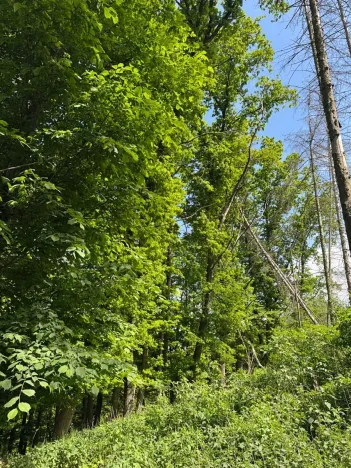 Prodej lesa, Vranov, 4583 m2