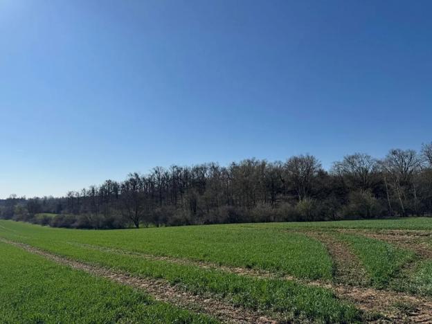 Prodej pozemku, Jevišovice, 7710 m2