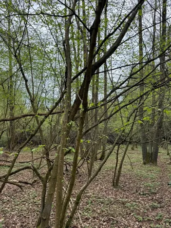 Prodej lesa, Bednáreček, 19864 m2