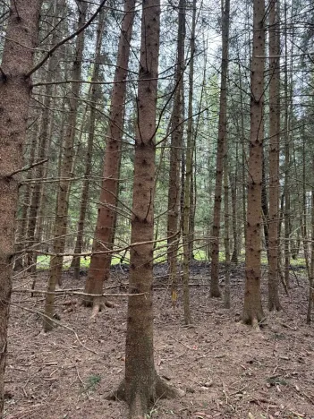 Prodej lesa, Bednáreček, 19864 m2