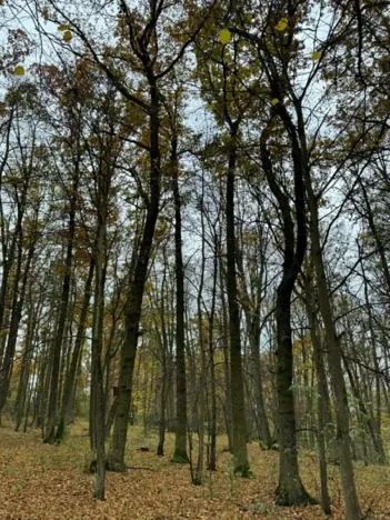 Prodej podílu lesa, Dolní Lukavice, 7998 m2