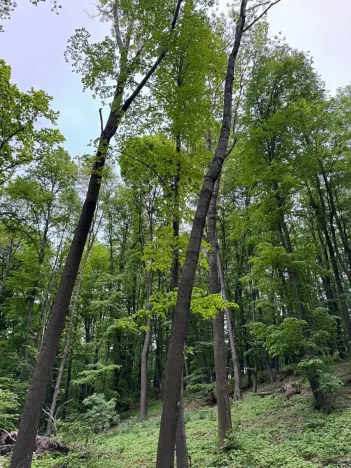 Prodej lesa, Stěbořice, 12789 m2