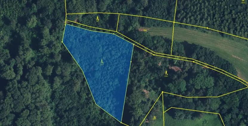 Prodej lesa, Nová Paka, 4999 m2