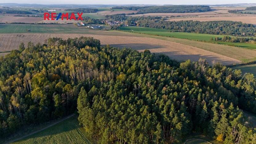 Prodej lesa, Všehrdy, 35057 m2