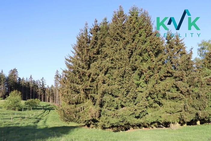 Prodej lesa, Kolová, 8922 m2