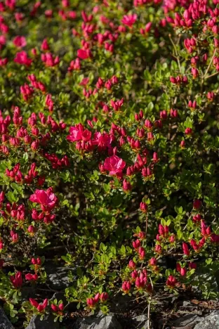 Prodej rodinného domu, Družec, V Zátiší, 289 m2