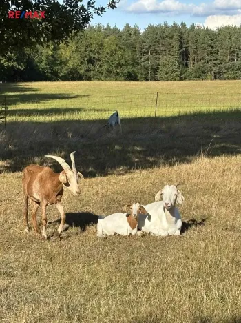 Prodej pozemku pro bydlení, Suchdol nad Lužnicí, 1001 m2