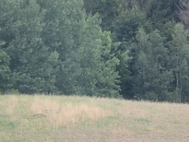 Dražba lesa, Hrabišín, 23811 m2