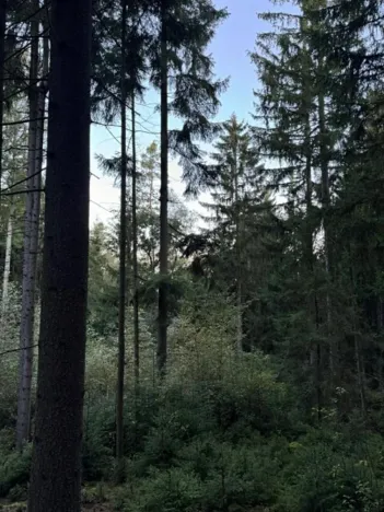 Prodej lesa, Ločenice, 5269 m2