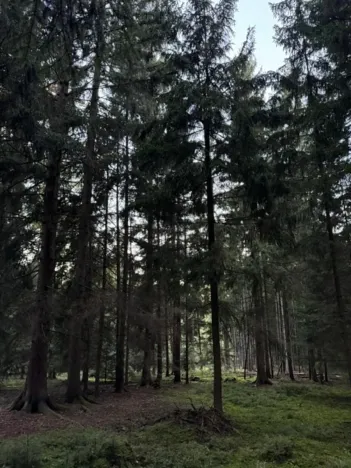 Prodej lesa, Ločenice, 5269 m2