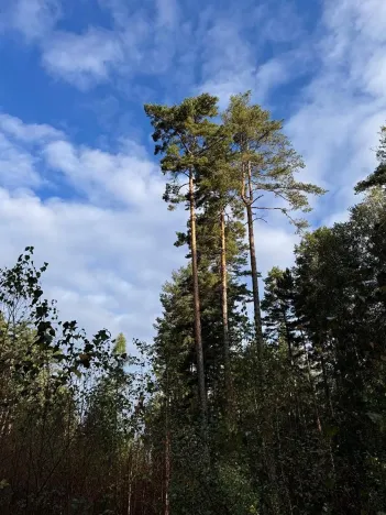 Prodej lesa, Ločenice, 7181 m2