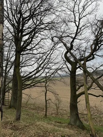 Prodej podílu lesa, Doksy, 2664 m2