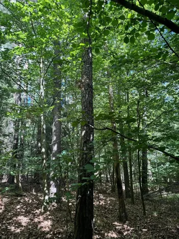 Prodej lesa, Rabí, 8758 m2