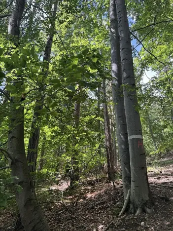 Prodej lesa, Rabí, 8758 m2