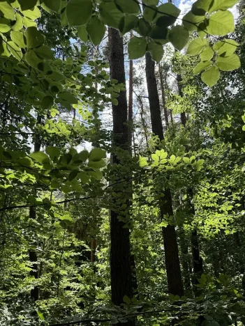 Prodej lesa, Rabí, 8758 m2