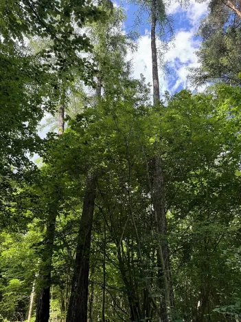 Prodej lesa, Rabí, 8758 m2