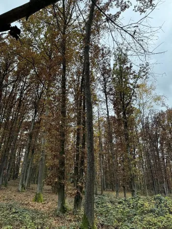 Prodej podílu pozemku, Dolní Lukavice, 43384 m2