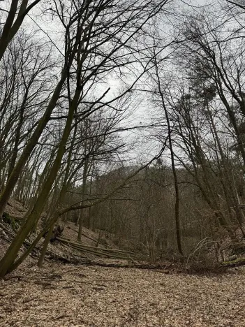 Prodej podílu lesa, Luka, 3584 m2