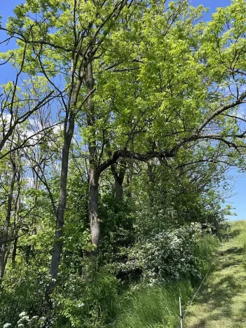 Prodej lesa, Čermná, 4219 m2