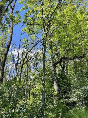 Prodej lesa, Čermná, 4219 m2