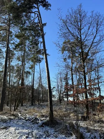 Prodej lesa, Sedlec, 1646 m2