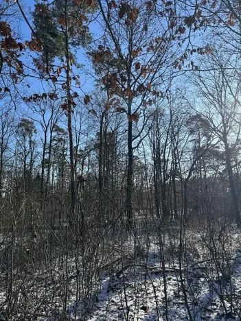 Prodej lesa, Sedlec, 1646 m2