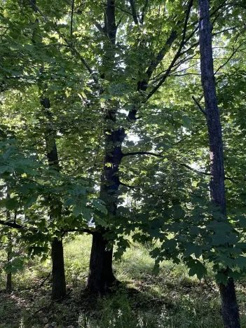 Prodej lesa, Oplot, 1697 m2