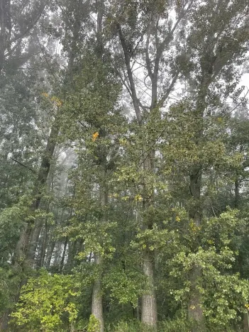 Prodej podílu lesa, Dobruška, 986 m2