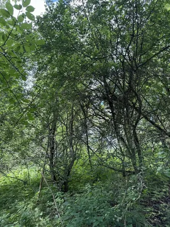 Prodej podílu pozemku, Suchdol, 9027 m2