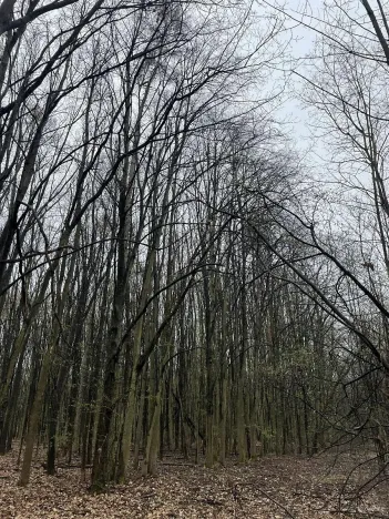 Prodej lesa, Pardubice, 7559 m2