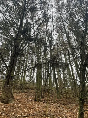 Prodej lesa, Městečko Trnávka, 4106 m2