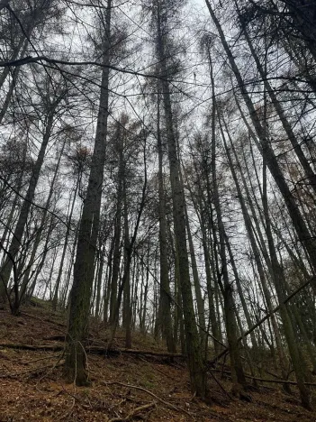 Prodej lesa, Městečko Trnávka, 4106 m2