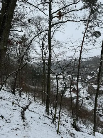 Prodej podílu lesa, Vysoká, 2782 m2