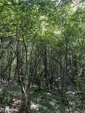 Prodej lesa, Valašská Polanka, 2906 m2