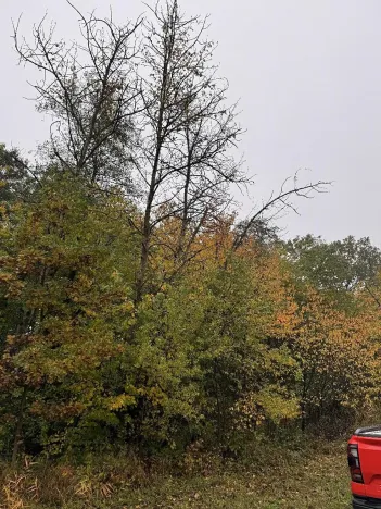 Prodej lesa, Blíževedly, 13318 m2